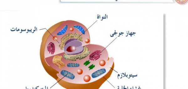 هي يعيشها في الحي فترة اطول المخلوق الظروف زمنية افضل أطول فترة