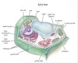 الخليه هي اصغر وحده في بناء المخلوقات الحيه