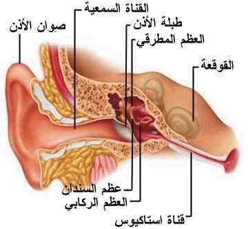 اين تقع قناة استاكيوس في الجسم