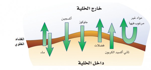 أي ناتج فيما يأتي يوصف بأنه متساوي الإمكانية